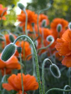 Papaver