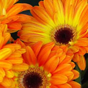 orange flowers