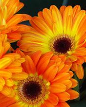 orange flowers