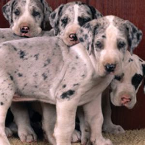 Harlequin Great Danes