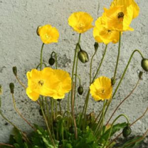 yellow papaver