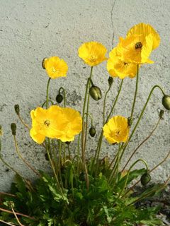 yellow papaver