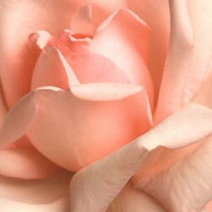 Pink Rose