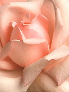 Pink Rose