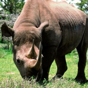 rhinoceros