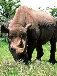 rhinoceros
