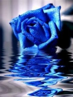 Blue rose