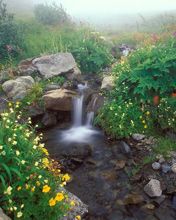 Flowing out of the Mist - Washington 