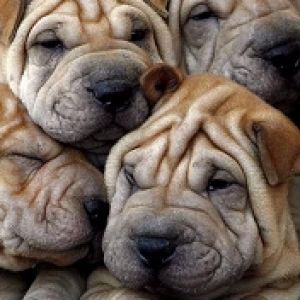 Shar pei