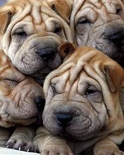 Shar pei