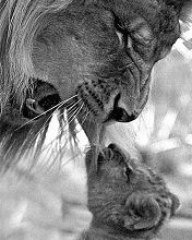lion