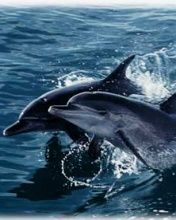 Dolphin
