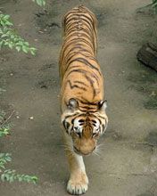 Beijing zoo