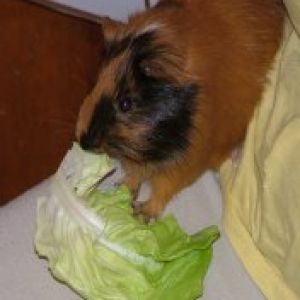 Bobo