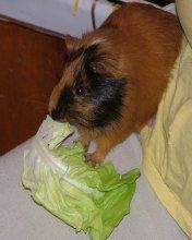 Bobo