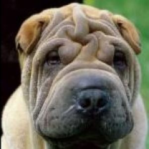 Shar pei