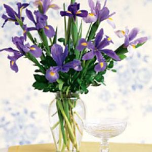 iris