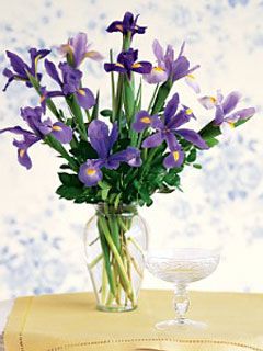 iris