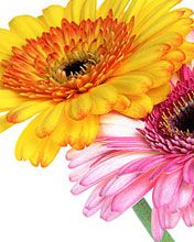 Gerbera jamesonii
