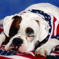 American Bandit Boxer