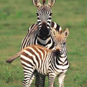 National Park of Serengeti - Tanzania