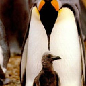Pingouin