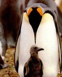 Pingouin