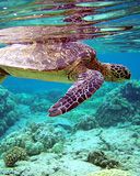 Total internal reflection of Chelonia mydas