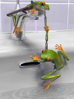 Frogs