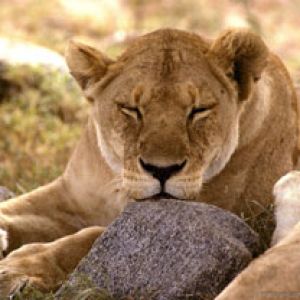 African Lion - Serengeti - Africa