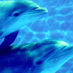 Indianapolis Zoo - Baby Dolphin