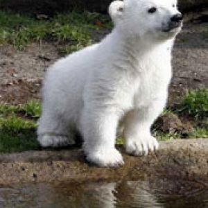 Knut