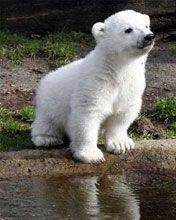 Knut