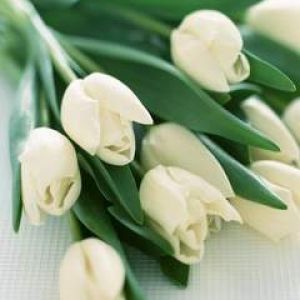 Biele tulipany