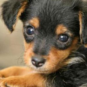 Piper yorkie dachshund