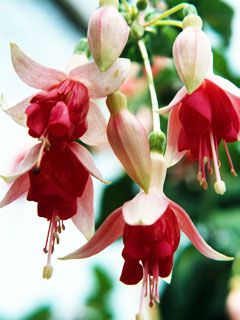 Fuchsia