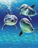 delfin