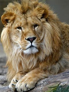 Lion - Zoo Antwerp