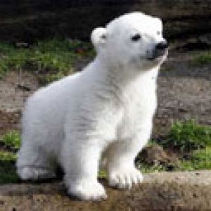 Knut