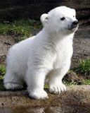 Knut