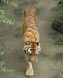 Beijing Zoo - Tiger