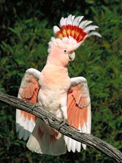 Parrot