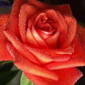 Roza