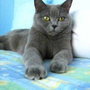 MeguĹˇka