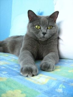 MeguĹˇka