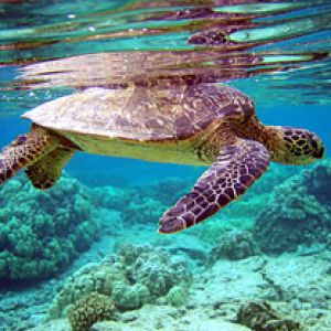 Chelonia mydas
