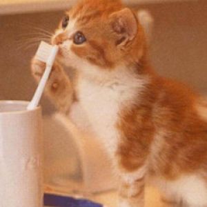 Toothbrush