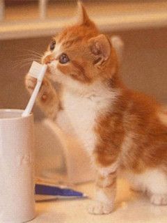 Toothbrush