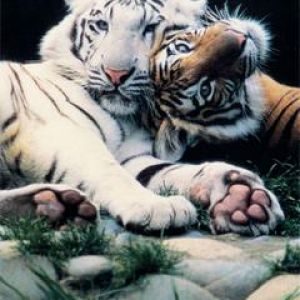 Tigers