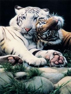 Tigers